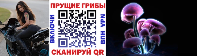 купить наркоту  Качканар  Галлюциногенные грибы Psilocybe 